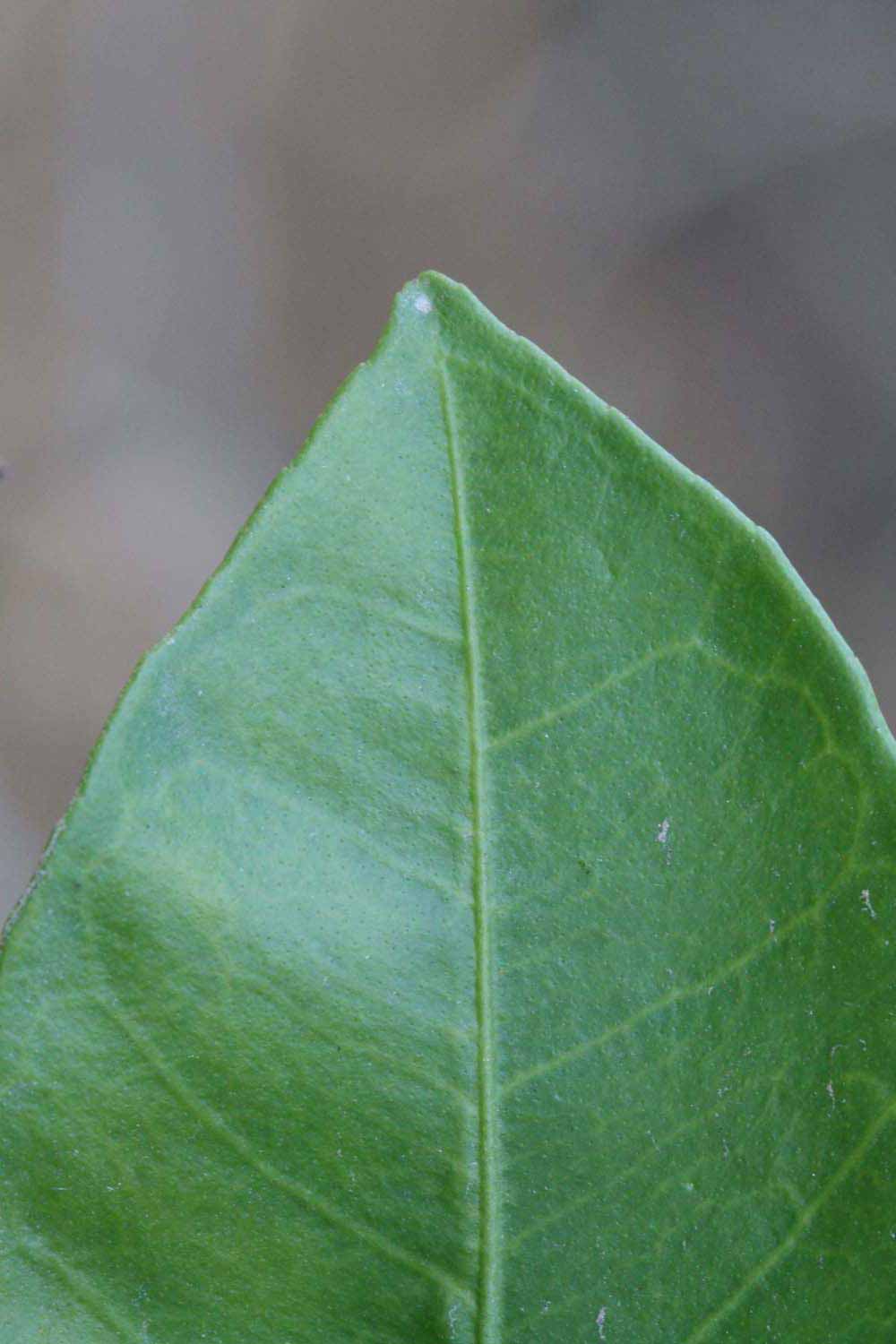              Margin (Riverside, CA)       